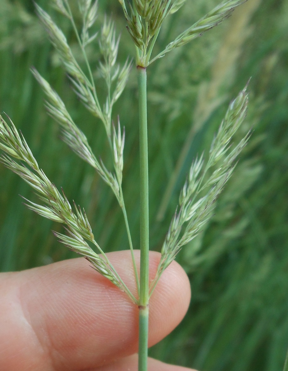 Calamagrostis epigejos (L.) Roth subsp. epigejos / Cannella delle paludi